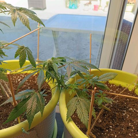 Mary growlog timeline photo