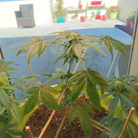 Berry growlog timeline photo