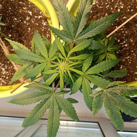 Jane growlog timeline photo