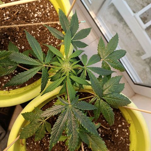 Mary growlog timeline photo