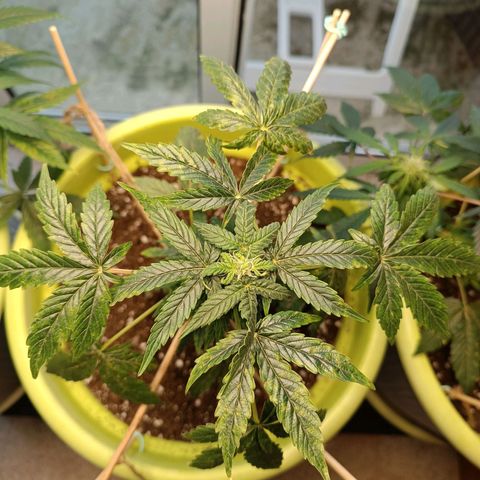 Berry growlog timeline photo