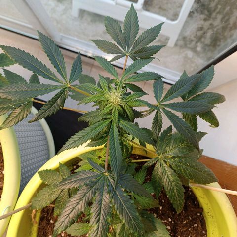 Jane growlog timeline photo