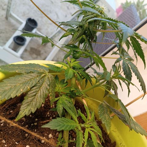 Jane growlog timeline photo