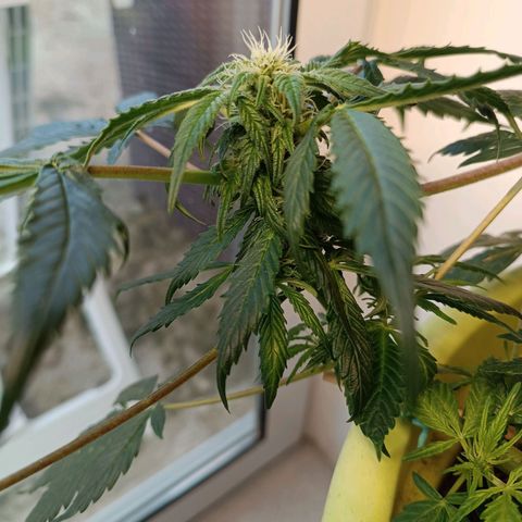 Jane growlog timeline photo