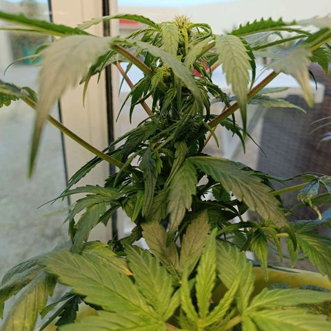 Mary growlog timeline photo