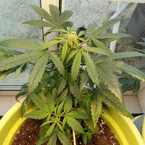 Mary growlog timeline photo