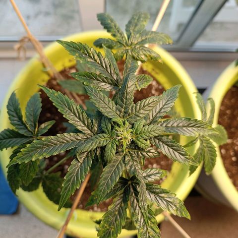 Berry growlog timeline photo