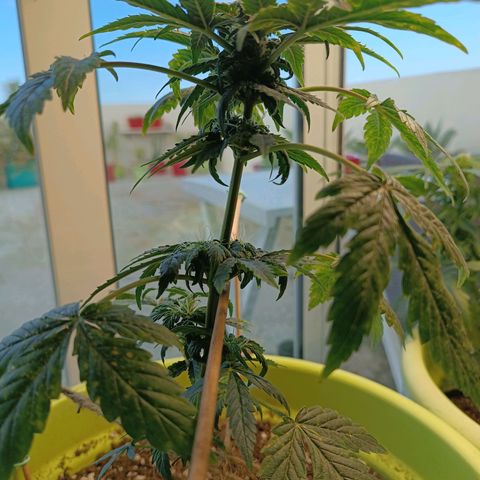 Berry growlog timeline photo