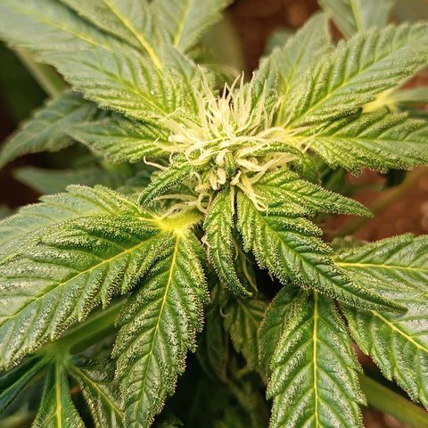 Mary growlog timeline photo