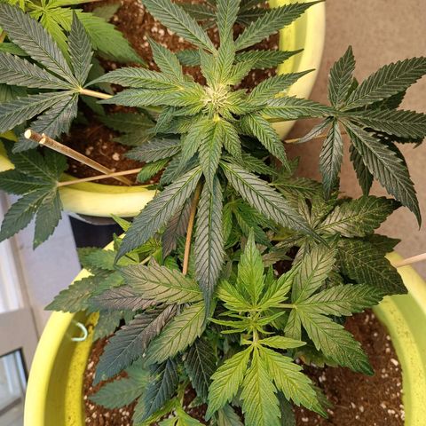Mary growlog timeline photo