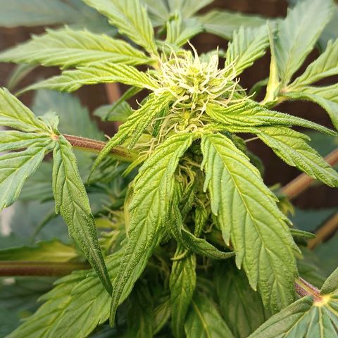 Jane growlog timeline photo