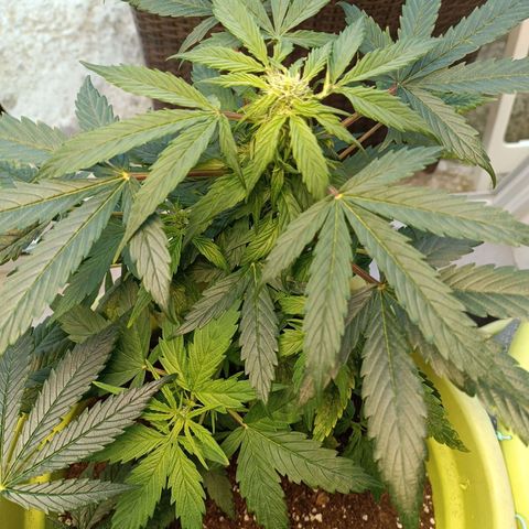 Jane growlog timeline photo