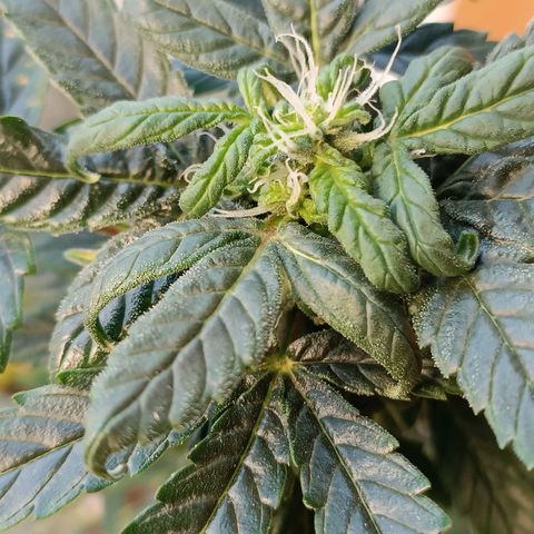 Berry growlog timeline photo