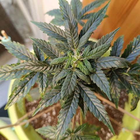 Berry growlog timeline photo