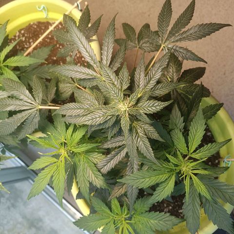 Mary growlog timeline photo