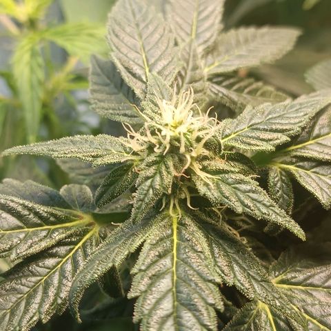 Mary growlog timeline photo
