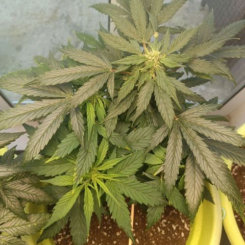 Jane growlog timeline photo
