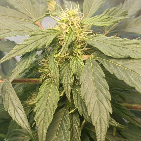 Jane growlog timeline photo