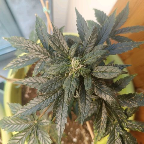 Berry growlog photo: Berry seems to be stunned in growing 