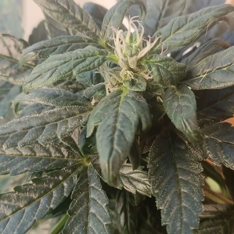 Berry growlog photo: Berry seems to be stunned in growing 