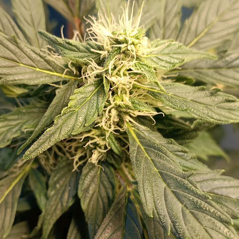 Jane growlog timeline photo