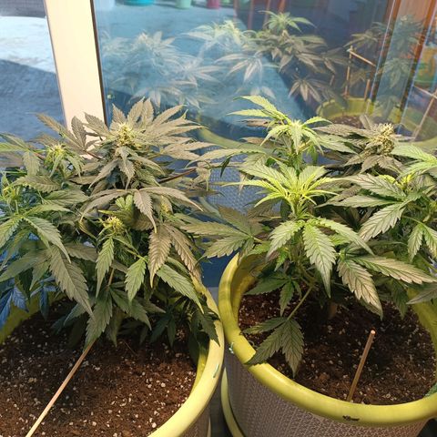 Jane growlog timeline photo