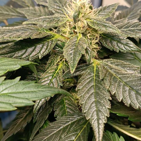 Mary growlog timeline photo
