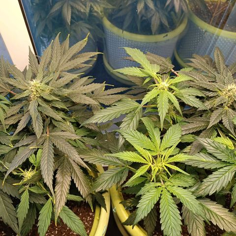 Mary growlog timeline photo