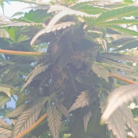 Jane growlog timeline photo