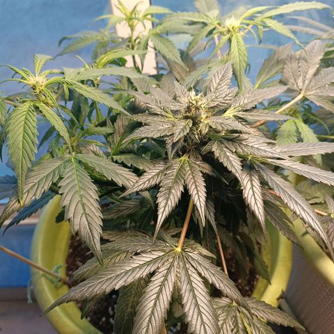 Jane growlog timeline photo