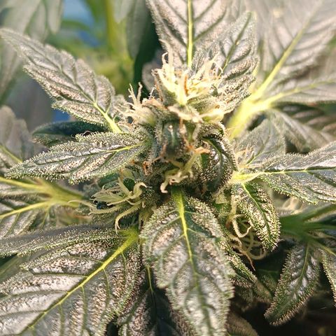 Jane growlog timeline photo