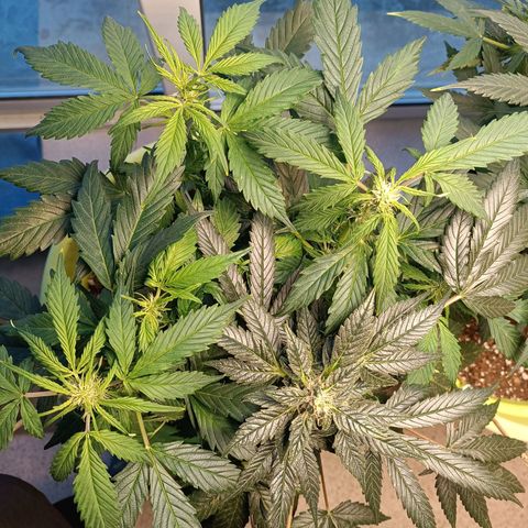 Jane growlog timeline photo