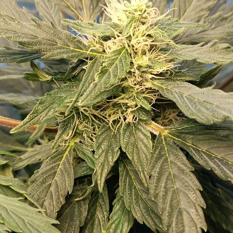 Mary growlog timeline photo