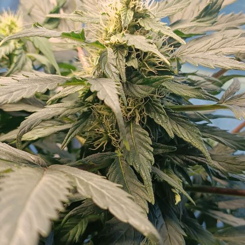 Mary growlog timeline photo
