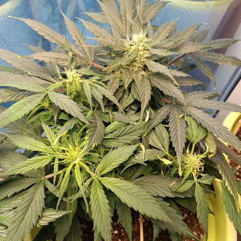 Mary growlog timeline photo