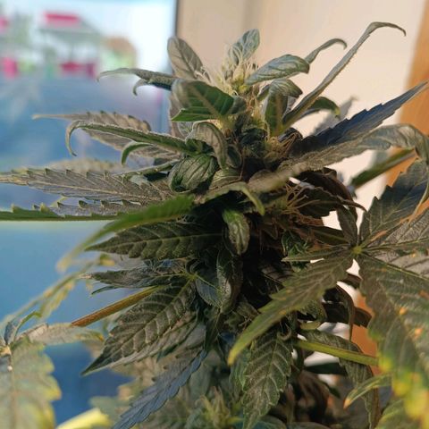 Berry growlog timeline photo