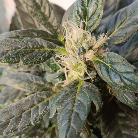 Berry growlog timeline photo