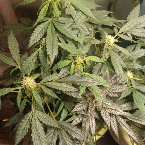Mary growlog timeline photo