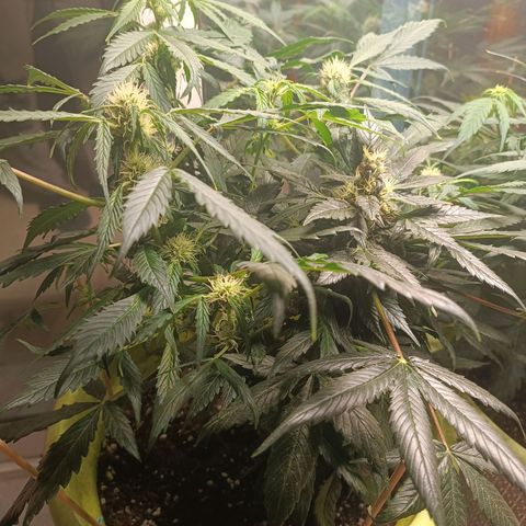 Mary growlog timeline photo