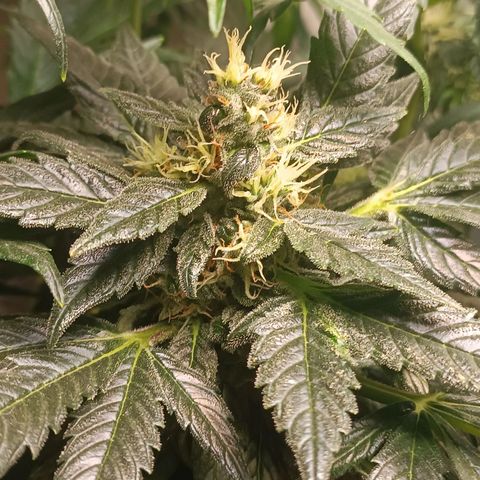 Mary growlog timeline photo