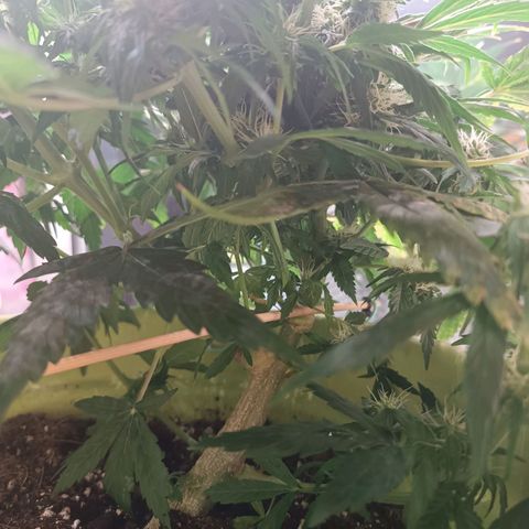 Jane growlog timeline photo