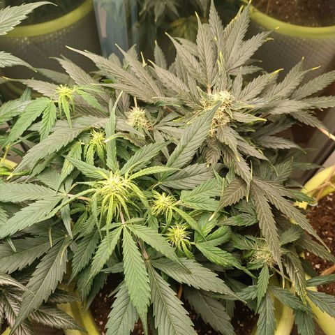 Jane growlog timeline photo