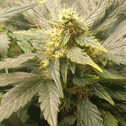 Jane growlog timeline photo