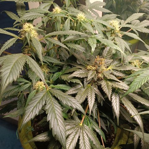 Jane growlog timeline photo
