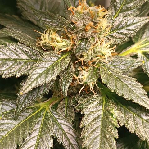 Jane growlog timeline photo
