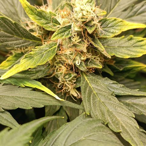 Mary growlog timeline photo