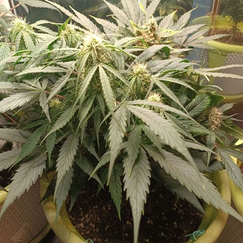 Mary growlog timeline photo