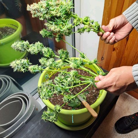 Jane growlog timeline photo