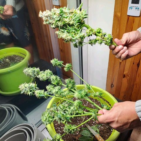 Jane growlog timeline photo