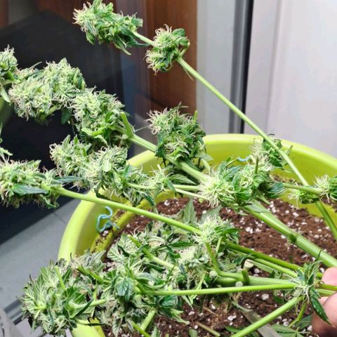 Jane growlog timeline photo